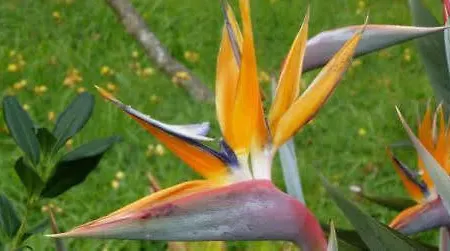 Quinta Do Furao ホテル サンタナ