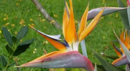 Quinta Do Furao Hotel Santana (Madeira)